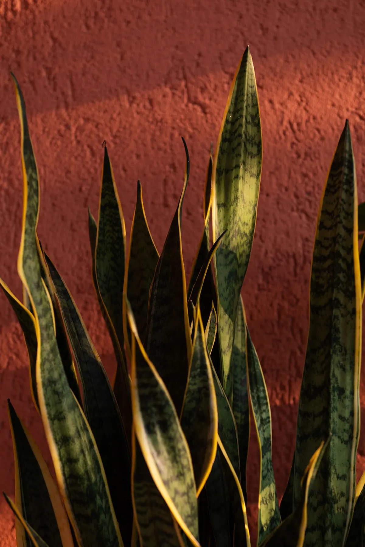 Sansevieria nella luce del tramonto contro il muro in terracotta di Jaga